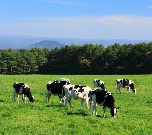 cows